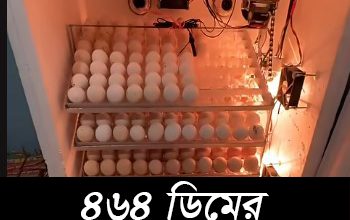 ২৬৪ সেটার, ২০০ হ্যাচার মোট ৪৬৪ ডিমের ফুল অটো ককশিট বডি ইনকিউবেটর (৩ ট্রে, হ্যাচিং ট্রে সহ)